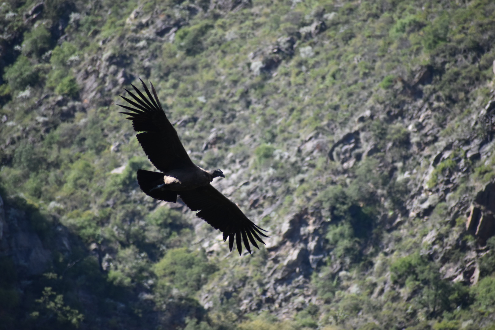 condor